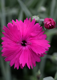 Dianthus  'Neon Star'